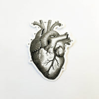 Antique heart sticker, labelled heart sticker, heart laptop sticker, heart vinyl sticker, organ sticker, anatomy sticker