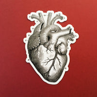 Anatomy sticker, Anatomical heart decal, Vinyl heart decal, anatomical illustration sticker