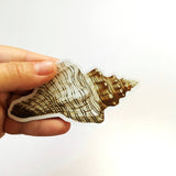 Vintage Vinyl Stickers for Ocean Lovers - Sea Shell Sticker www.pergamopapergoods.com