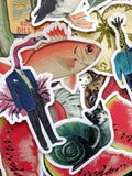 Vinyl Sticker Pack, Random Laptop Stickers, Waterproof Stickers, Phone Sticker, Cat Sticker, Pug Sticker, Water Bottle Sticker, Weird Art