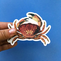 Vintage Florida Vinyl Stickers - Waterproof Crab Beach Stickers - Pergamo Paper Goods - Vintage Inspired Collage Art for Animal Lovers