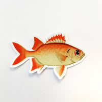 Red Fish Vinyl Sticker