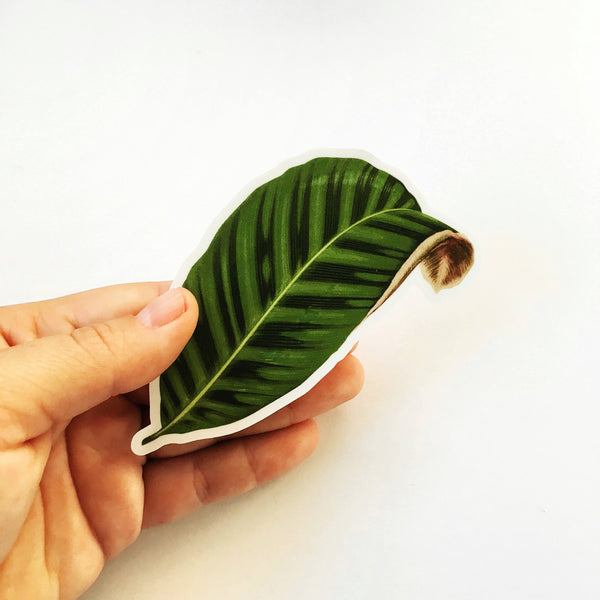 Hand holding a beautiful sticker. Plant lover sticker, calathea sticker, vinyl plant sticker, leaf vinyl sticker, plant laptop sticker.
