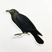 Black Crow Laptop Sticker