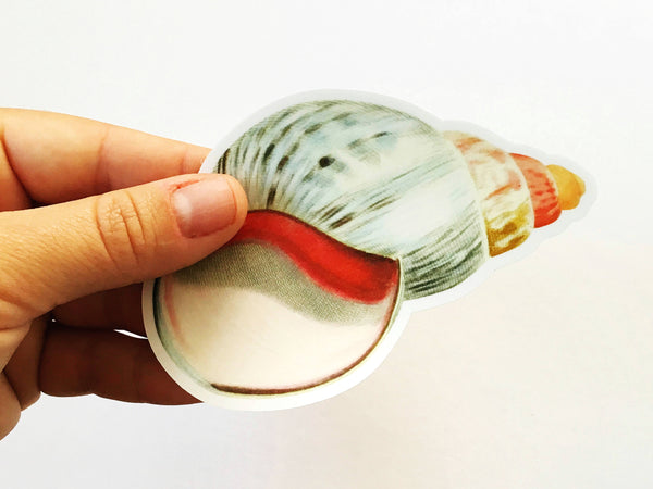 Hand holding a sea shell vinyl sticker. Colorful sea shell.
