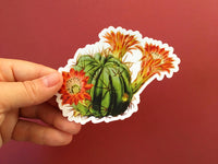 Hand holding succulent sticker. Cactus Sticker. Cactus Vinyl Sticker, Succulent vinyl sticker.