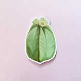 Naturalistic Cactus laptop sticker on pink background