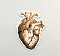 anatomical sticker, laptop sticker for doctors, grays anatomy gift, antique sticker, vintage sticker