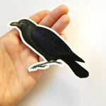 Antique Raven Sticker being held