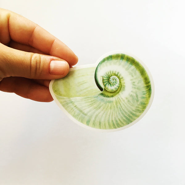 Hand holding nautilus sticker, Green seashell sticker, seashell vinyl sticker, seashell laptop sticker