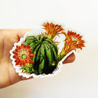 Hand holding a beautiful flowering cactus sticker. Vinyl cactus sticker.