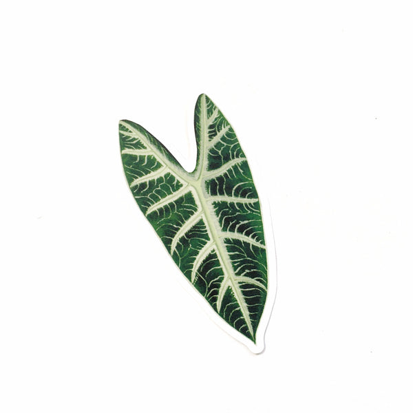 elephant ear plant leaves paper Alocasia Vinyl Stickers