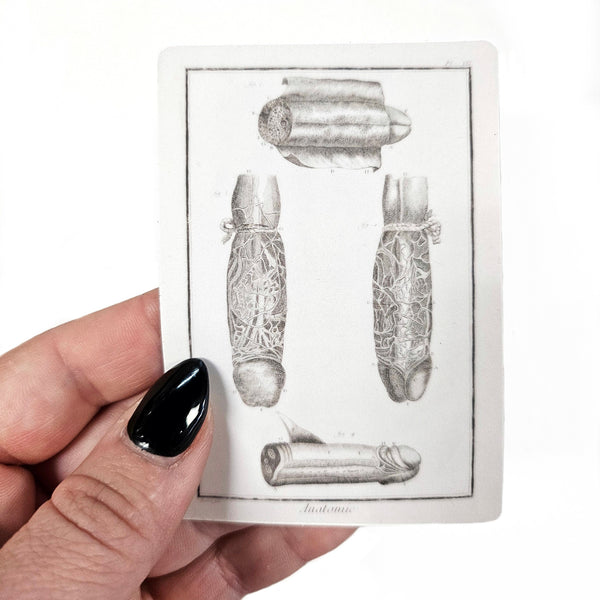 Antique Penis Sticker, Anatomical Male Genitalia Anatomy, Weird Vintage Genitals, Medical Diagram, Vinyl Decal, Doctor or Nurse Gift